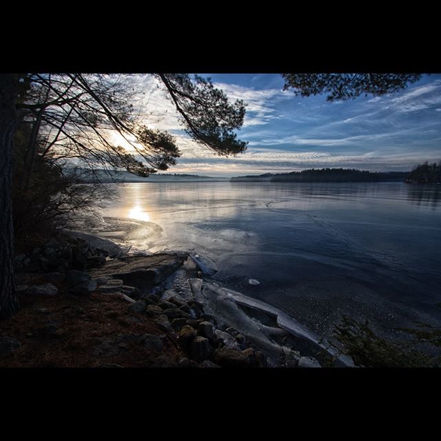 dogcove hashtag on twitter horizon blue 365