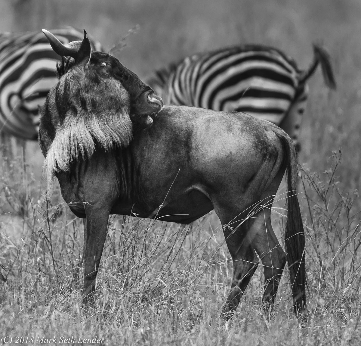 MarkSethLender's tweet photo. In Failing Light (wildebeest &amp; zebra) https://t.co/V8rOJZUMyI