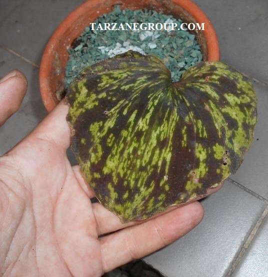 tarzanegroup's tweet photo. Looking for #Terrestrial #Orchids?
Now Available
#Corybas geminigibbus, Corybas pictus, #Malaxis metallica, #Nephelaphyllum tenuiflorum, #Nervilia plicata
https://t.co/rS9PZKWAp7
#orchid #miniatureorchid #miniatureorchids #orchidlover #miniature #miniatures #plant #orquídeas https://t.co/Bkea8pjj16