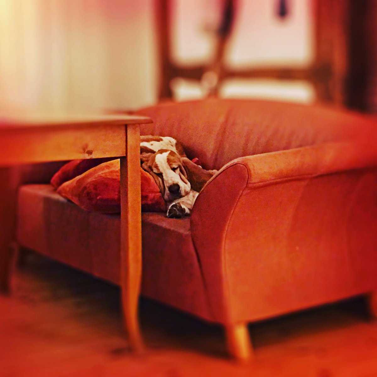damewilma's tweet photo. Wichtig ist ein Sofa-Schlummer
Beizt die Seele ab vom Kummer
Macht, dass man den Groll vergisst
Und sich auch die Angst verpisst
#basstismus https://t.co/auUQ74XUrZ