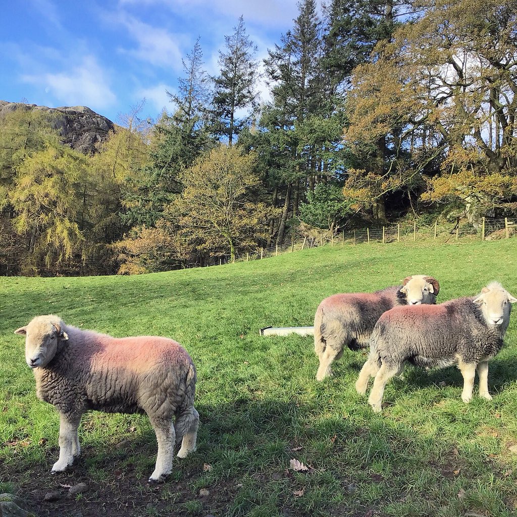 FellsFarmers's tweet photo. #Herdwick tups looking well in #Seathwaite 
🐏🐏🐏
#lakedistrict #cumbria #sheep #alternativerurals https://t.co/yYdYnzmv35