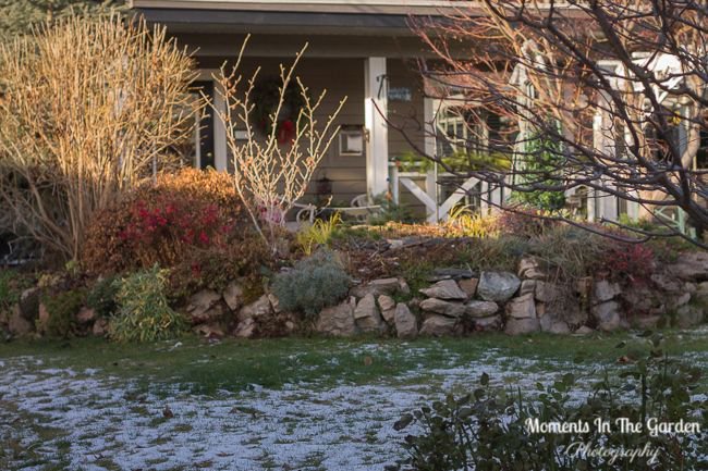 MomentsintheG's tweet image. A mix of snow and sunshine this week.  Morning sunlight filtering through the garden. #morningsunlight #snowmelting #wintergarden #mygarden #momentsinthegardenphotography