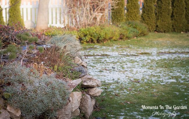 MomentsintheG's tweet image. A mix of snow and sunshine this week.  Morning sunlight filtering through the garden. #morningsunlight #snowmelting #wintergarden #mygarden #momentsinthegardenphotography