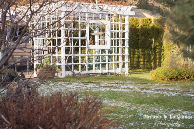 MomentsintheG's tweet image. A mix of snow and sunshine this week.  Morning sunlight filtering through the garden. #morningsunlight #snowmelting #wintergarden #mygarden #momentsinthegardenphotography