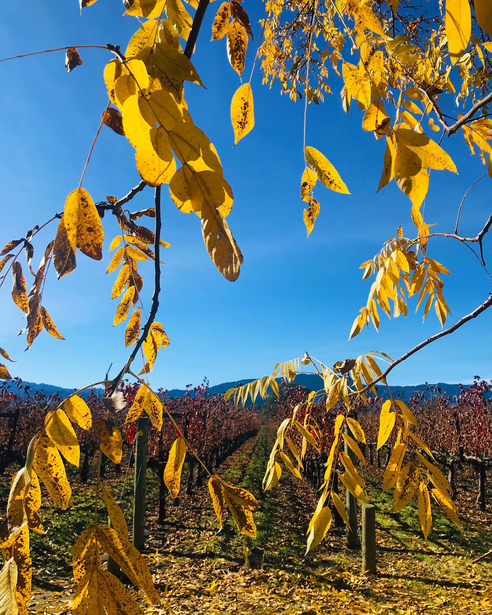 “Autumn...the year’s last, loveliest smile.” -William Cullen Bryant #nofilter #rutherford #view #napavalley #napa #fall #fallleaves #winecountry #wine #vino #wino  #winelover #winetasting #vineyard #nature #naturephotography #fallcolors <a href="/TonellaCellars/">S.R. Tonella Cellars</a>