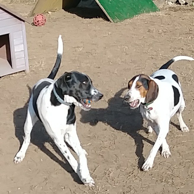 walkmypaws's tweet photo. #walkmypaws #hamiltondogs #wenhamdogwalkers https://t.co/fGrd0mbrTA