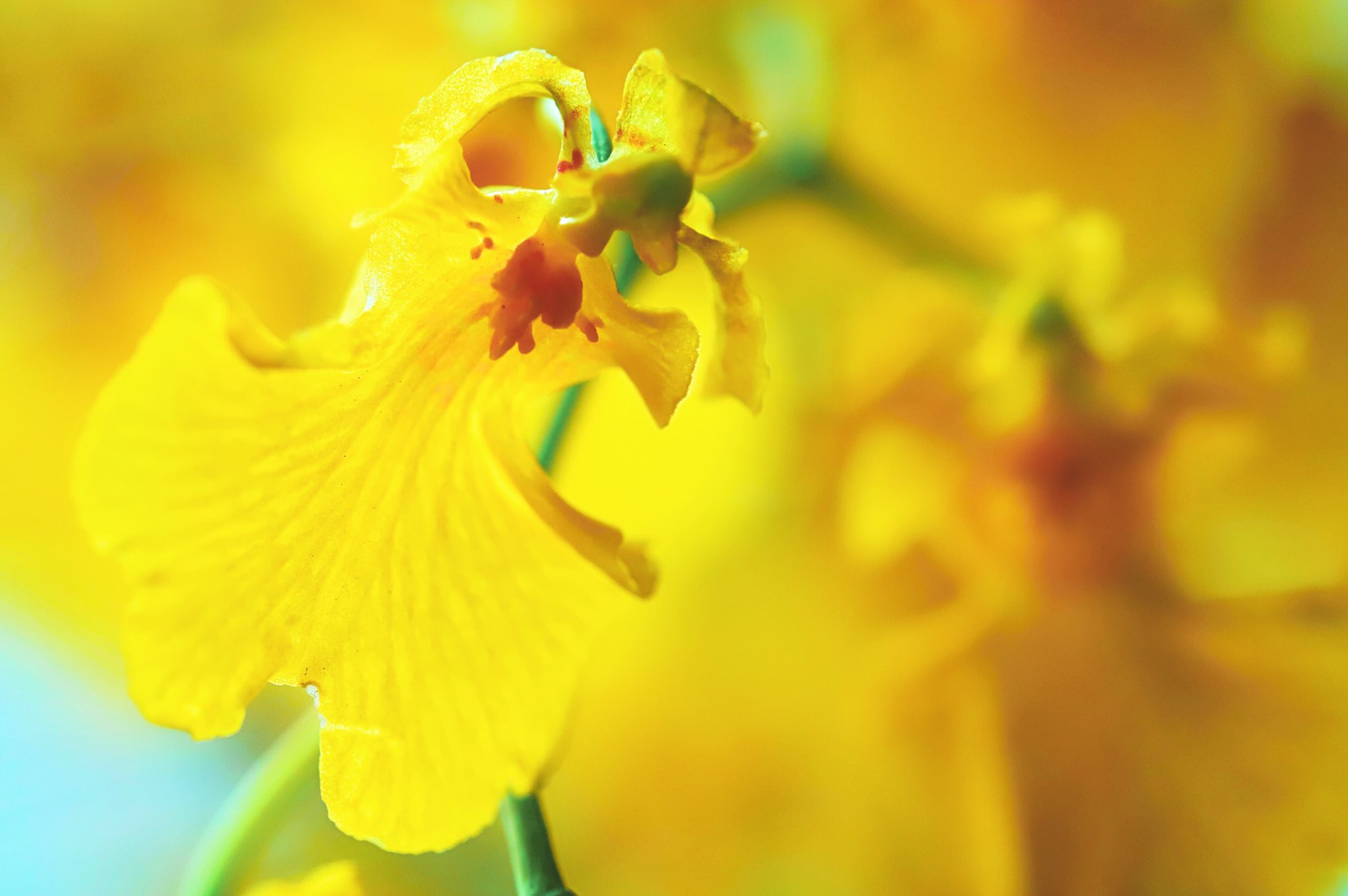 のぷ ๑ ᄇ ๑ その両足の歩みは 着実に進んでいるから 12 365 頑張っている貴方へ 祈り花 オンシジウム オンシジューム 花言葉 可憐 清楚 一緒に踊って 焦らずゆっくりと T Co Zvlenqgvh0 Twitter