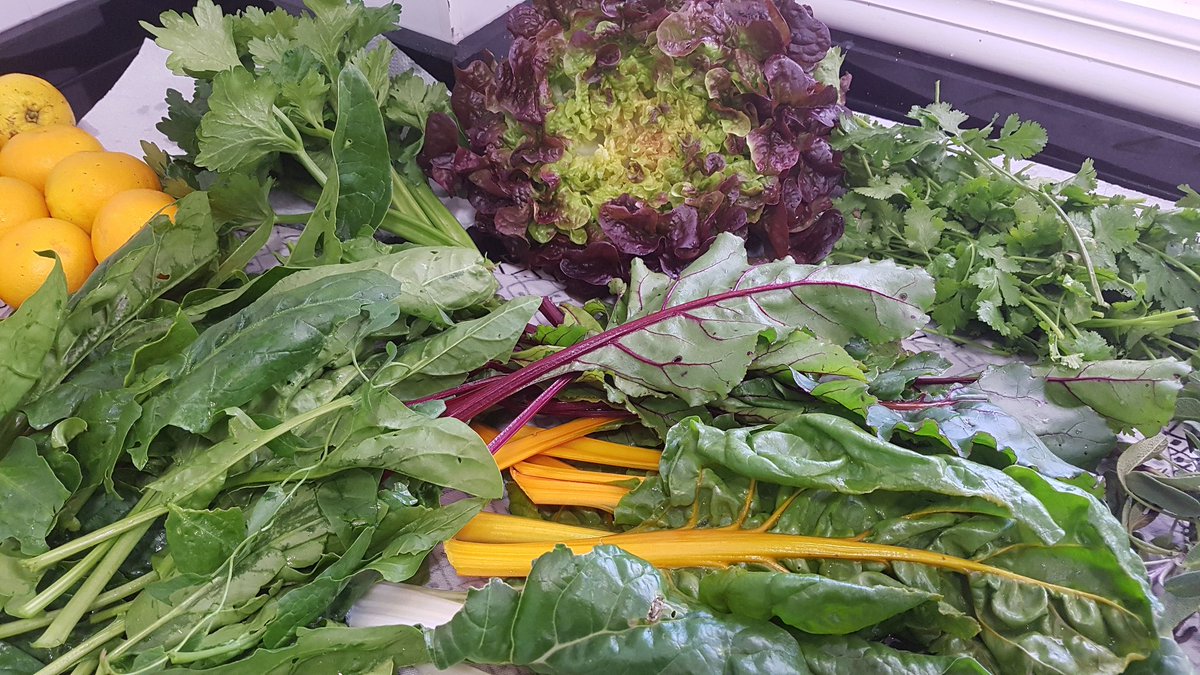 Mola mucho tener un huerto urbano. Hoy espinacas, acelgas 2 tipos, lechuga, cilantro (espectacular), hojas remolacha, naranjas y salvia 😍 #cookpad_recetas #huertourbano
