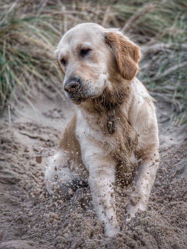 raised2guide's tweet photo. The only place mum allows me to dig so I’m going for it 😜 #beachlife #gettingdiggy #sundayfunday #guidedogs #sand https://t.co/YhdfguZrTO