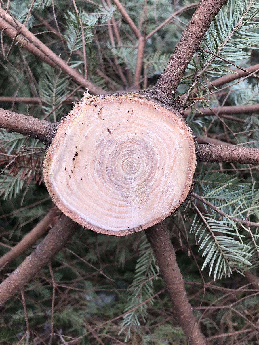 CatherineSohl's tweet photo. It’s a #Canadian thing. #treecutting #tradition #growingupsohl https://t.co/Dj25t96eFg