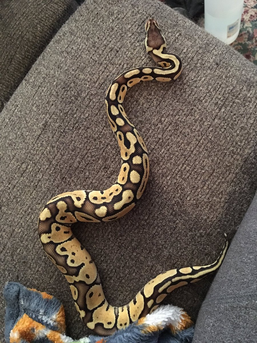 flowerpatched's tweet image. Happy Cleolind 💛 #pastelballpython #specialballpython #ballpython