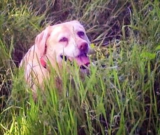 SunshineHealin7's tweet photo. ๐ Taking appointments for January in Tenterden. Healing for you, Healing for all your furry friends ๐ Available every Monday ๐#spiritualhealing #dogfriendly #complementarytherapy #dog #Tenterden #Healinganimals #healingdogs #Inthedoghousetenterden #sunshinehealing https://t.co/hRVGIQVYvX