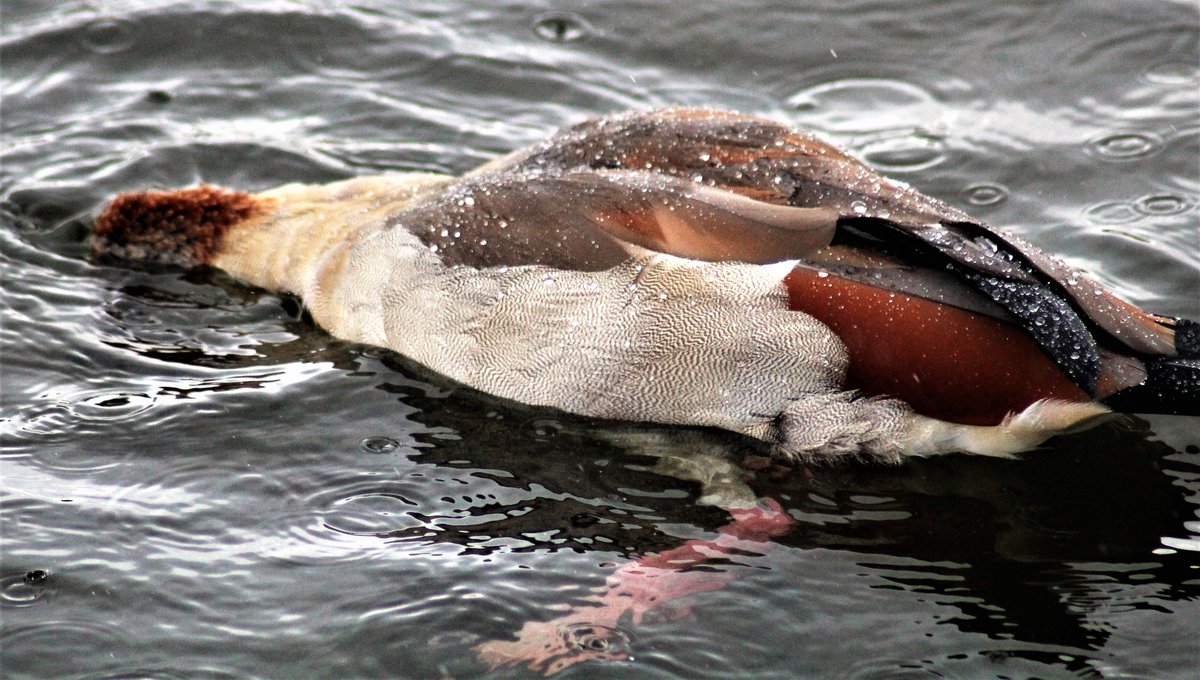 porkies345's tweet photo. Birds @NottsBirdingHQ  @AttenboroughNR @EssexWildlife @Natures_Voice https://t.co/YPPBNlir4q