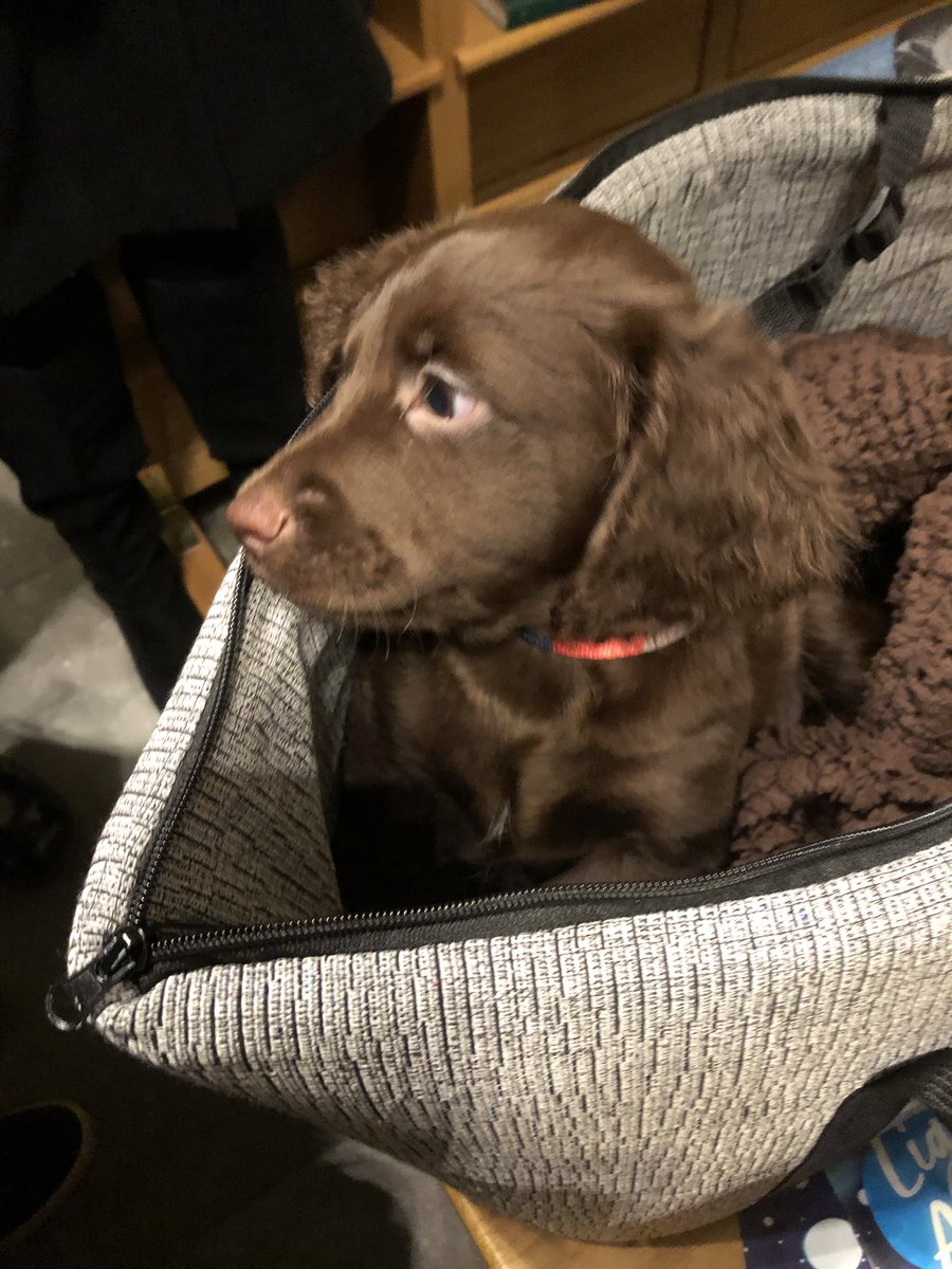 RhonaPPWH's tweet photo. We had an unexpected visitor at the @PPWHospice Light Up A Life service st St Andrews Cathedral -TED β€οΈ #SoWellBehaved #Cockapoo https://t.co/mbRd74SbZR