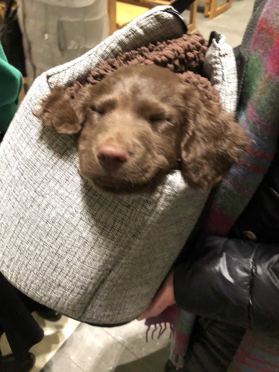 RhonaPPWH's tweet photo. We had an unexpected visitor at the @PPWHospice Light Up A Life service st St Andrews Cathedral -TED β€οΈ #SoWellBehaved #Cockapoo https://t.co/mbRd74SbZR