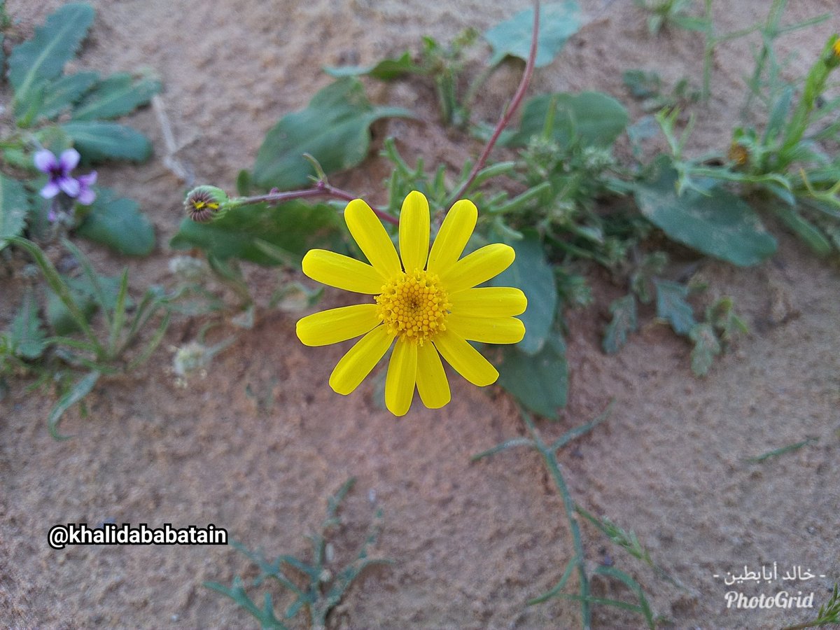 زهرة المكنان.