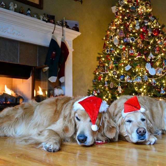 HamptnRetrievrs's tweet image. The waiting is the hardest part
🐾
#rainysunday #lazyday #takingiteasy #christmascantcomesoonenough #fireplace #christmastree #christmas #rescuedog #goldenretriever #eastquogue #hamptons #dogsofthehamptons #hamptonsdog #bestwoof #gloriousgoldens #dail… ift.tt/2GmwHpP