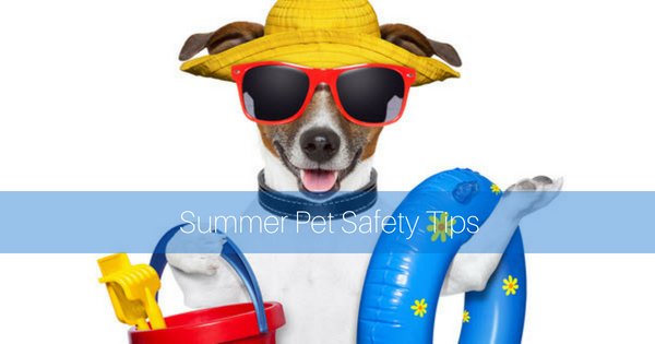 greenplanet777's tweet photo. Resist the urge to take pets to 4th of July festivities. It’s best to keep them in a quiet, sheltered and escap...- https://t.co/uG9a5wJRkz https://t.co/XPdUPbGYdT