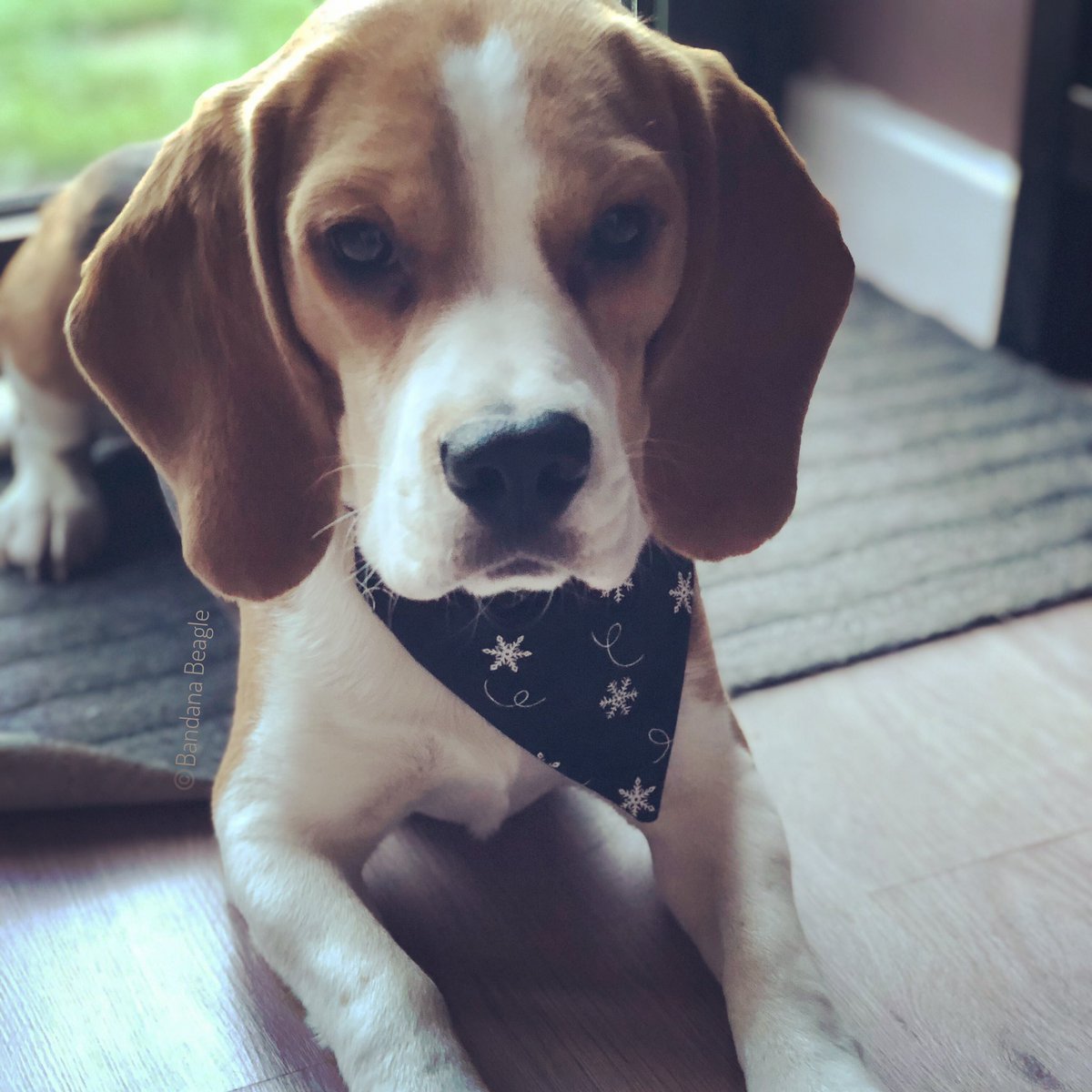 beagle bandana