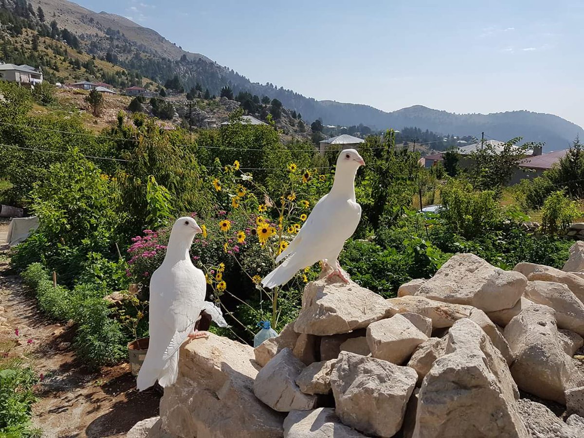 Yolun Nezaket'ten geçerse!...
      Deli'ler sana Zayıf
           Akıllı'lar İki Yüzlü der...