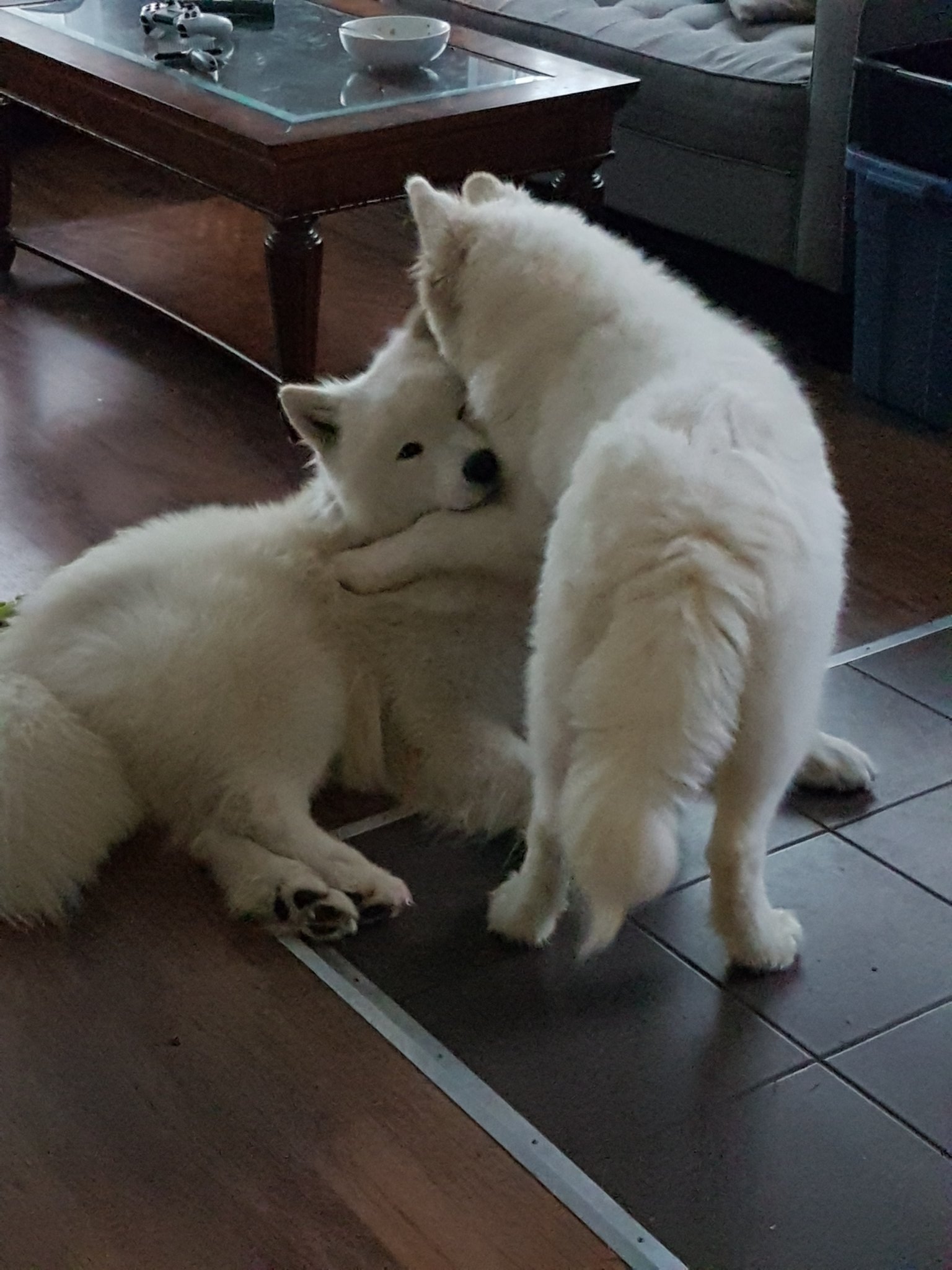 samoyed hug
