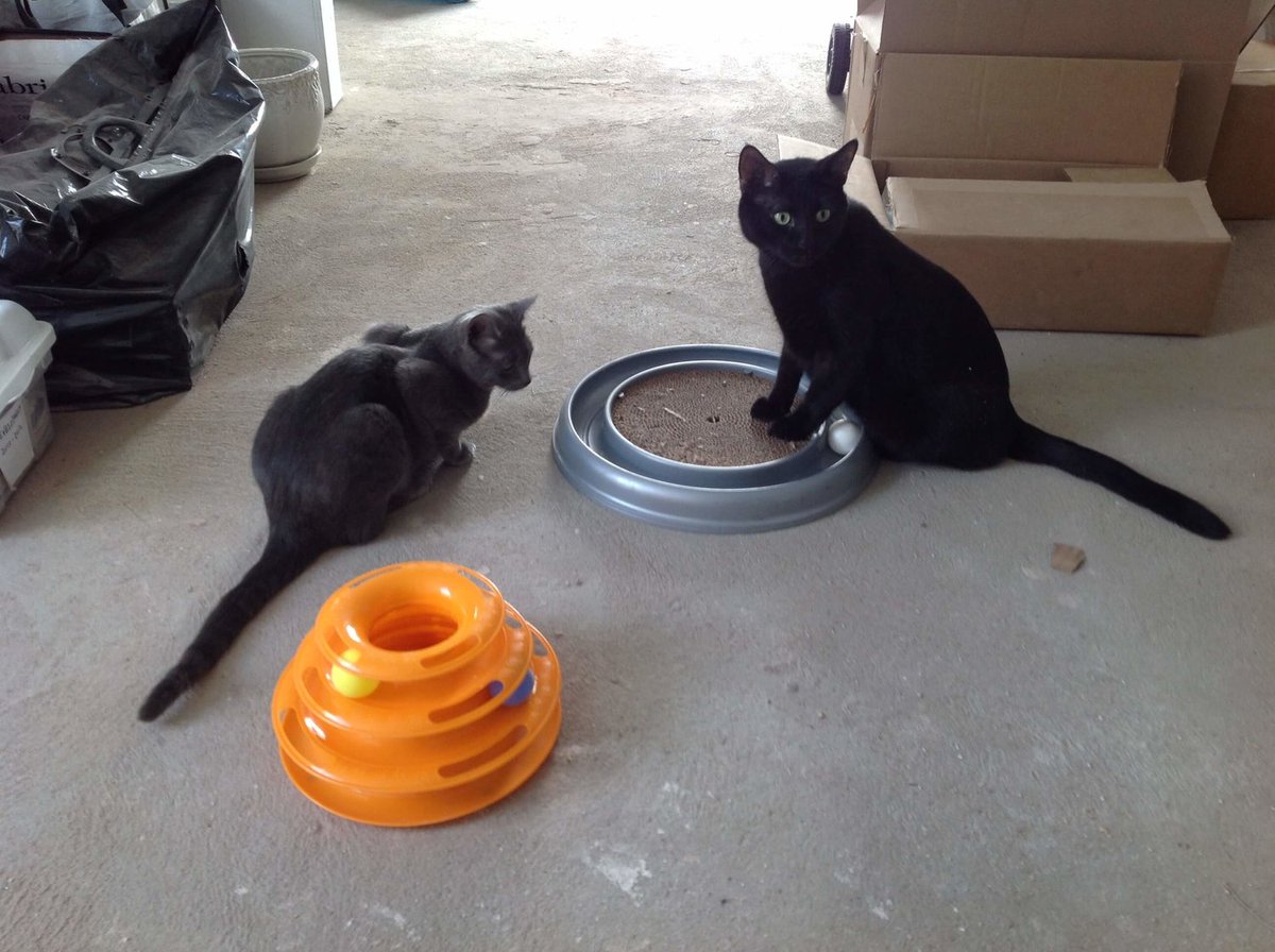 BestLife_Pets's tweet photo. How did my life change when mom brough Beau home? https://t.co/slhoX2Ayw8 #twocats #catbrothers #catmom #catdad #catlover #catlady #blackcatsoftwitter #catsoftwitter #greycats https://t.co/6JEHMUkHc2