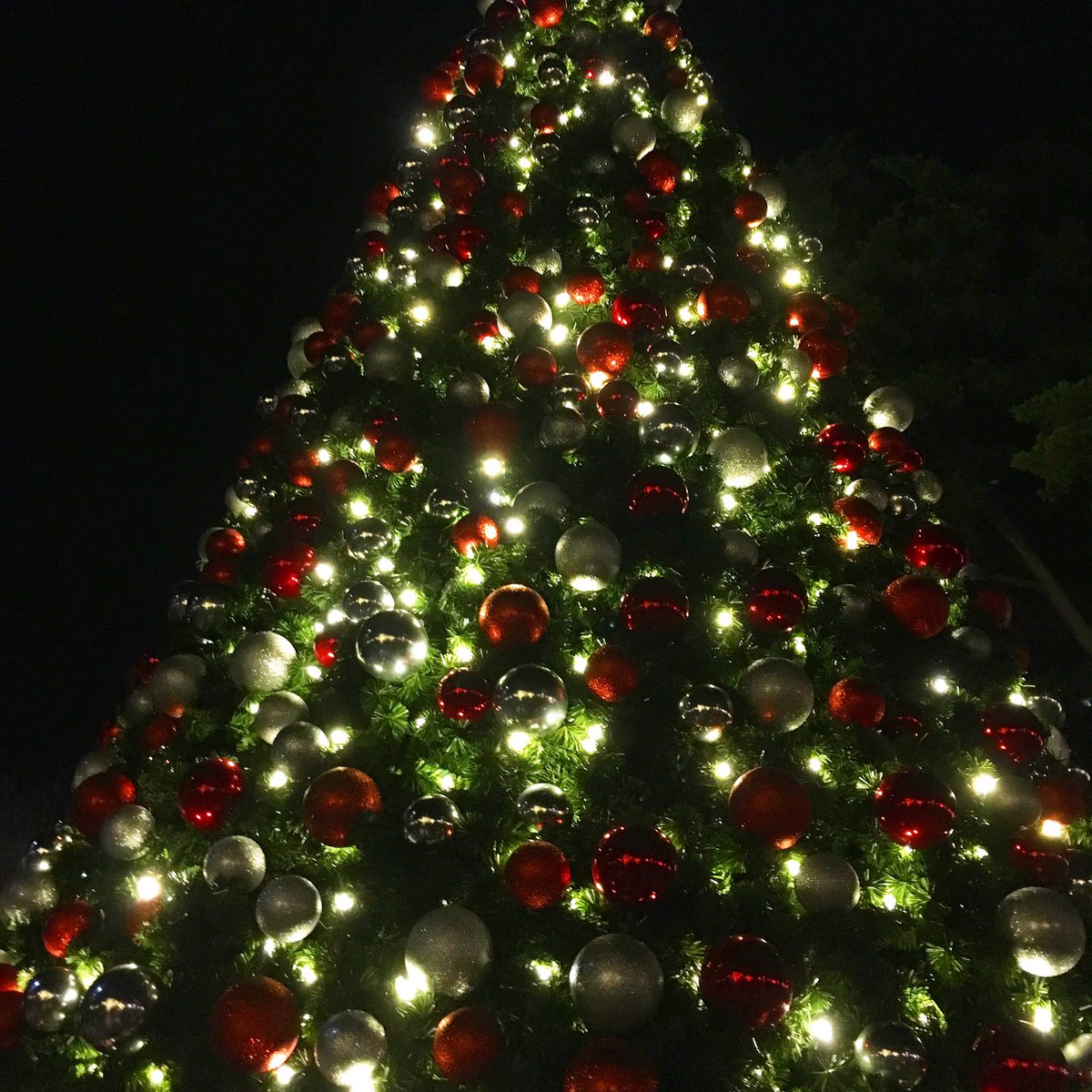 DFDestinations's tweet photo. Beautiful night last night at @dallasarboretum . Love this Christmas tradition! #dallaschristmas #holidays #dfwfun https://t.co/LbxZEM5I1x