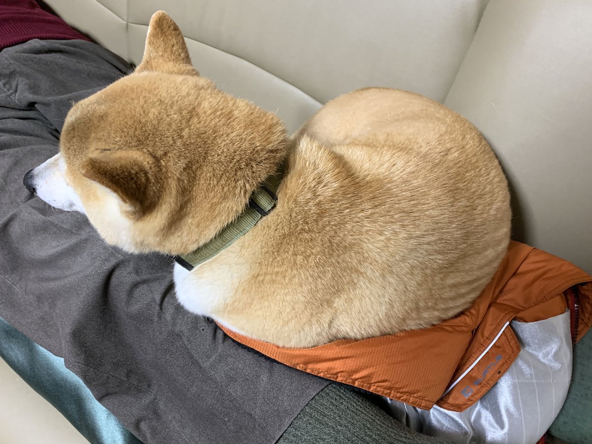 オド Su Twitter どんなに狭くても父ちゃんと昼寝をしたいらんまる この姿勢で寝ようとする犬も犬だし 乗られている方も足が痛い だろうにイビキをかいてる どっちもどっちか 柴犬 昼寝 狭い オド Su Twitter どんなに狭くても父ちゃんと昼寝をしたいらんまる この姿勢で寝ようとする犬も犬だし 乗られている方も足が痛い だろうにイビキをかいてる どっちもどっちか 柴犬 昼寝 狭い