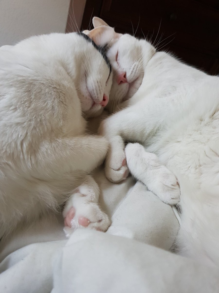 CloudnLuna's tweet photo. There are all kinds of wonderful things in the world. Not many of them are as wonderful as cuddling with your sister.
#cloudthecat #lunathecat #siblinglove #Sisters https://t.co/zWPoXVUYk3