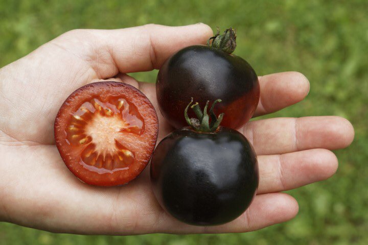 Как выглядят черные помидоры. Помидоры индиго Роуз. Черные томаты индиго Роуз. Томат Кумато Блэк. Томат Блэк черри.
