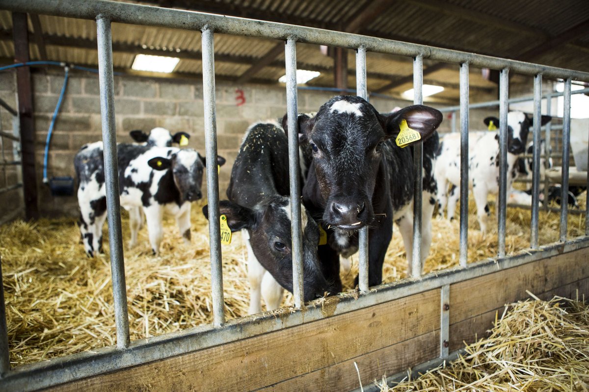 A study conducted by <a href="/Owen_the_vet/">Owen Atkinson</a>  reveals there is an effective &amp; sensible way to tackle the issues of antimicrobial resistance, enhancing animal welfare &amp; productivity on rearing units. Download our #WhitePaper bit.ly/2Pocdxg
#calfhealth #calfrearing