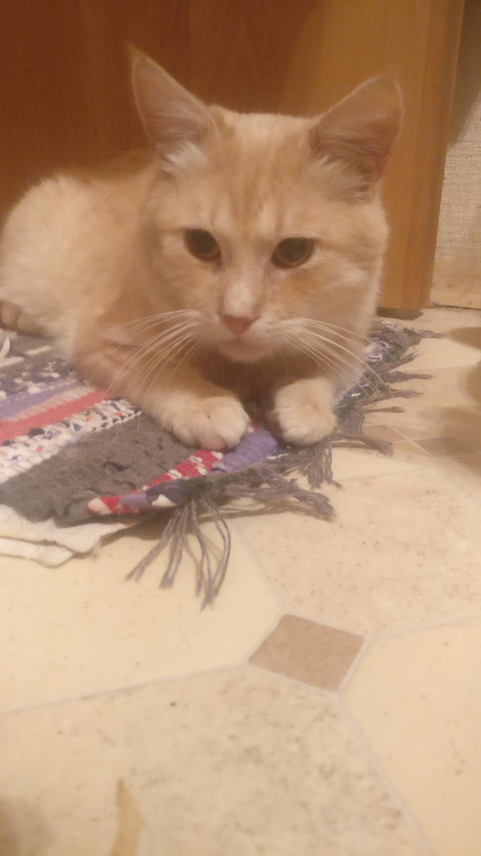 Xenta777's tweet photo. @dashingzola @mas_cien Dear Zola, cutie, look, we adopted a new cat! Meet Ginger-he came to the garden of our human auntie dying from hunger, pneumonia. He's very kind, friendly but very scared of humans. Poor boy!
We accepted him well except Styopka. This silly guy still hisses at Ginger. https://t.co/WMHyEbY2Mh