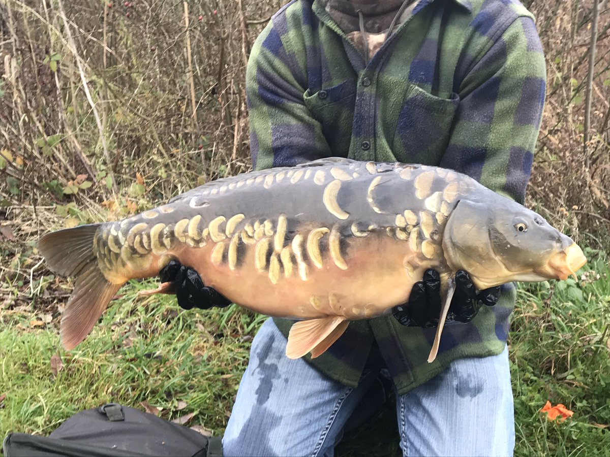 Limited numbers of fish of 5-20lbs left so get your order in before the festive period. Call 07843306661