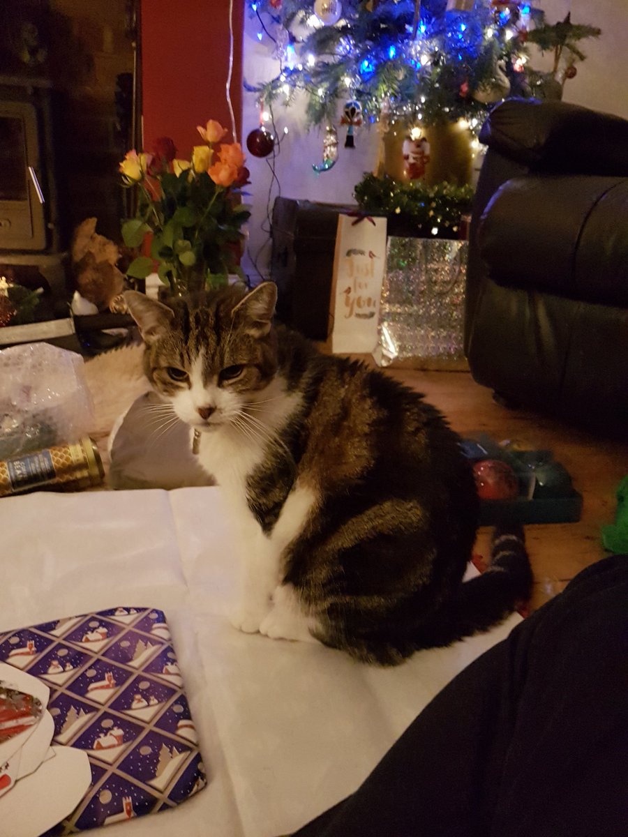 Vampcat66's tweet image. Oh for goodness sake no Thistle you're not 'helping' either #Stripeycat #mog #WrappingPresents #Christmas