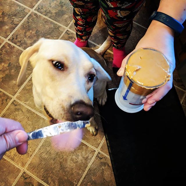 AdamKicker's tweet photo. Peanut butter cookies made with love and #dogkisses just the way @spaghettigretzky likes them 😆 #bakinglabs https://t.co/SkpUbaAho4 https://t.co/sBPoceFbm5