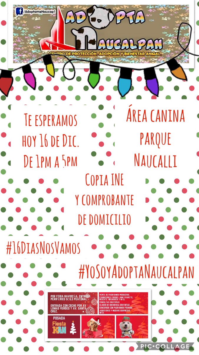 AdoptameNaucal1's tweet photo. Días!! Hoy te esperamos en el área canina del parque Naucalli de 1 a 5 #Rayo #Bob #Orejas #Javita #Bellota ven conócenos! Tenemos #16DiasNosVamos #ExAntirrabicoNaucalpan #NecesitamosSalvarSuVida @SrInsoportable @MascotasSismo @dodorochan @AnayanssiMoreno @Horacitu @XavierVelasc0 https://t.co/wd1WaDPFkJ