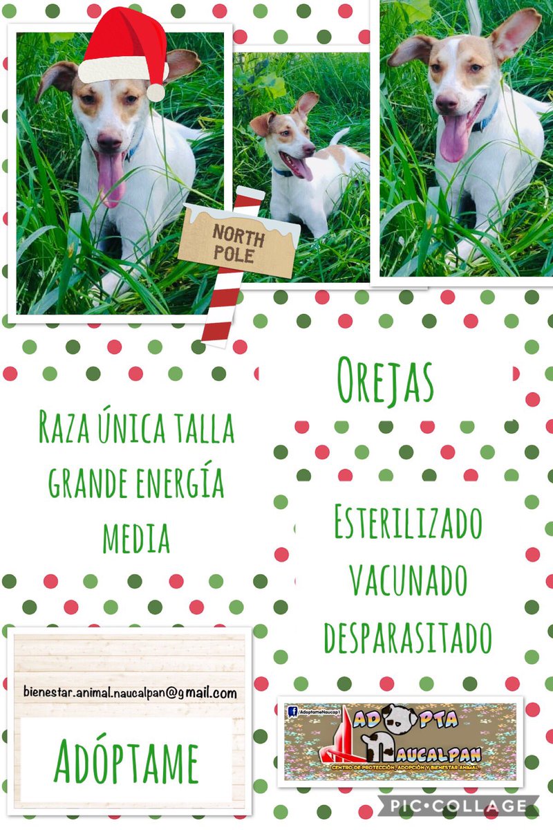 AdoptameNaucal1's tweet photo. Días!! Hoy te esperamos en el área canina del parque Naucalli de 1 a 5 #Rayo #Bob #Orejas #Javita #Bellota ven conócenos! Tenemos #16DiasNosVamos #ExAntirrabicoNaucalpan #NecesitamosSalvarSuVida @SrInsoportable @MascotasSismo @dodorochan @AnayanssiMoreno @Horacitu @XavierVelasc0 https://t.co/wd1WaDPFkJ