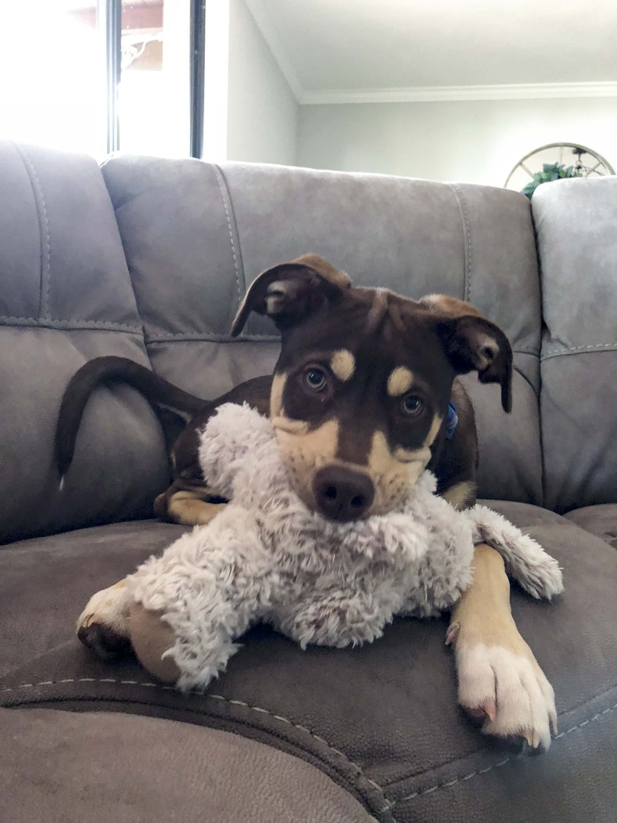 long term pet sitting