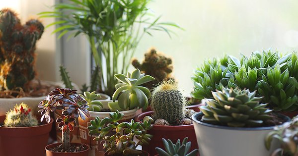 TimBenna's tweet photo. Let's get down to brass tacks...do the plants in your home REALLY purify the air or not? https://t.co/a3XG2NXIFp https://t.co/3Pt9nym2f8