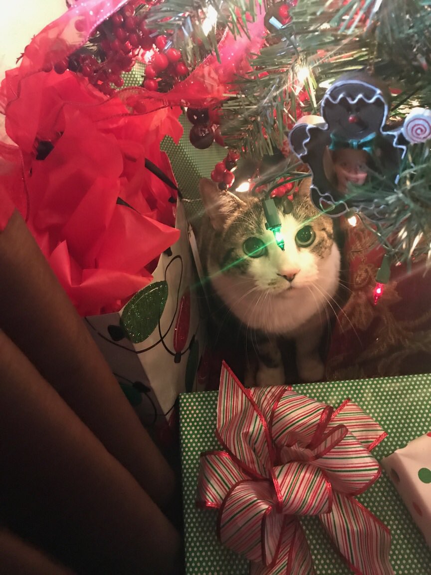 _hopey's tweet photo. cutest Christmas kitty https://t.co/Xk3eX6TIHv