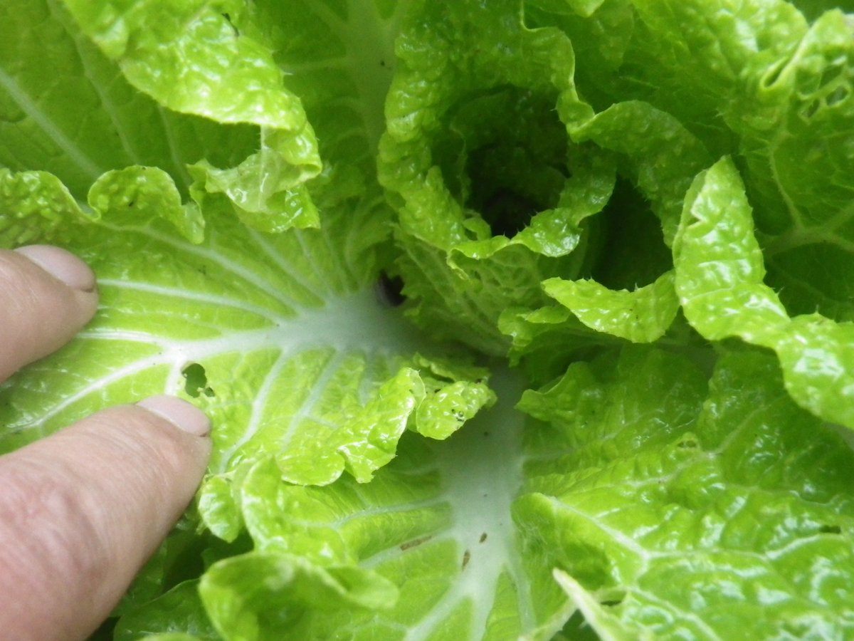 自給自足生活 白菜 場所の問題なのか ここの白菜は最後に移植した株 結球してくれないなぁ 大きくもならない おまけに駆除しても駆除しても ナメクジに被害がひどい つい最近薬まいたばかりなのに やっぱり効果ないようだ 青梗菜も被害が移りだしたし これは