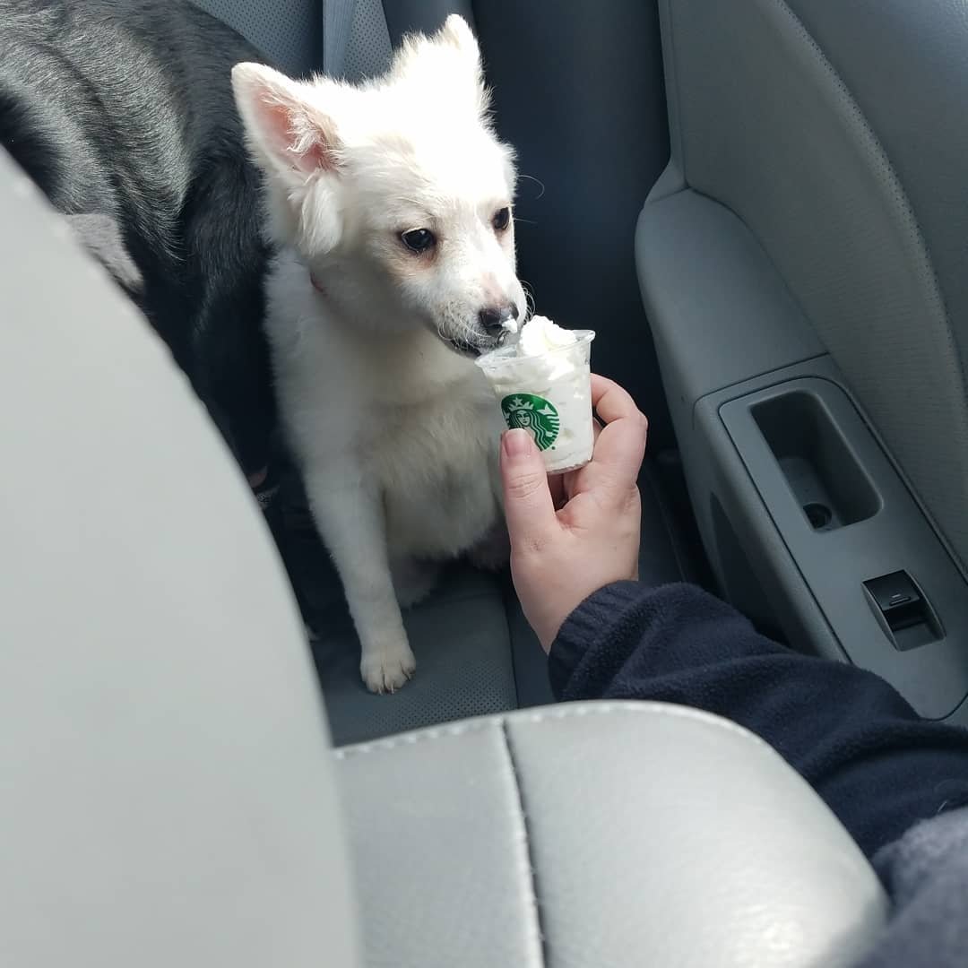 Mrs_Peters3095's tweet photo. I think Mollie loves her starbs! #firstpupcup #Starbucks #pupcup #molliemay https://t.co/YljM61sWXj