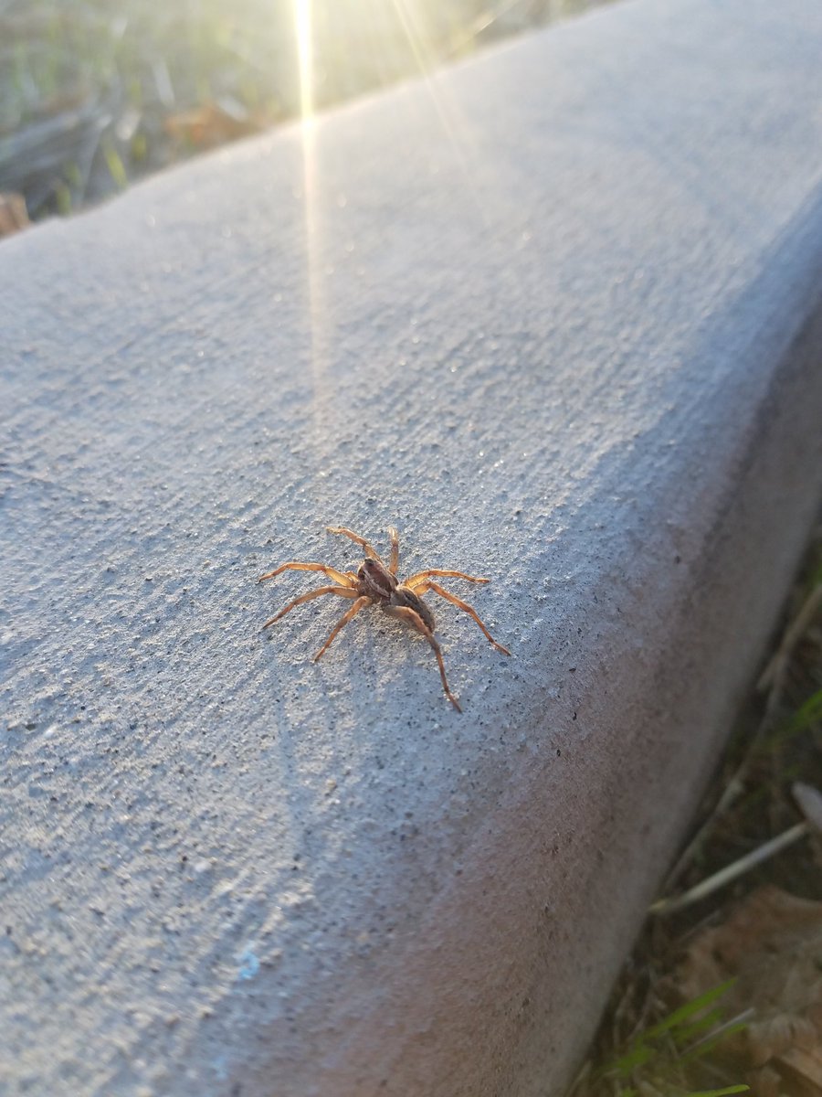 MsBethCates's tweet image. .@NuancedRadical behold the church program spider.