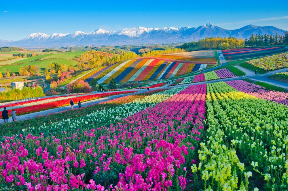 Flower farms in Hokkaido, Japan