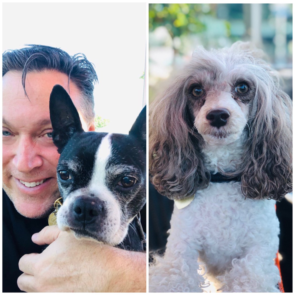 MichaelLevitt_1's tweet image. Sunday morning production meeting to discuss treats for the green room at the 2019 #AmericanRescueDogShow coming this Feb to Hallmark Channel. 🐾💜#Mokee #BangBang #dogsofinstagram #dogsoftwitter