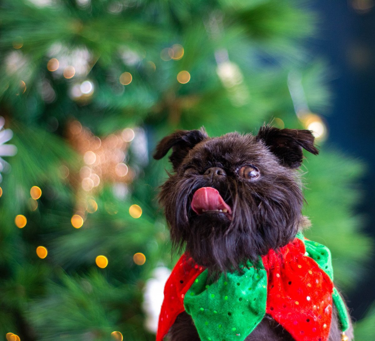 So festive he shits tinsel. 

Totally not because he ate it and frankly, he’s offended you even thought he would... 🙃
