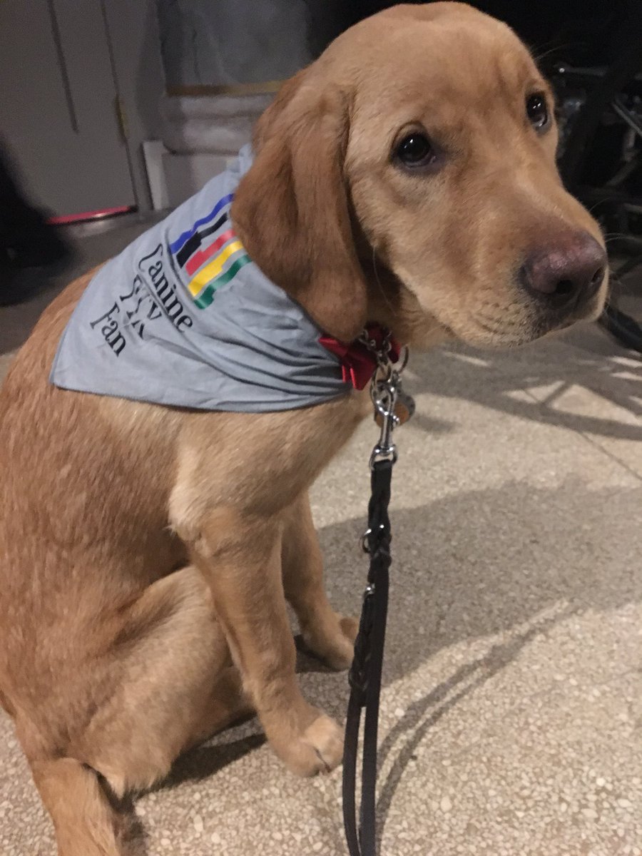 kitkat112789's tweet photo. Chaz is ready to meet @PTXofficial #GiveEmTheOleChazzleDazzle #Chazmatazz #ChazmanianDevil #Chaz #BeGoodPup https://t.co/SXjwuel6eA