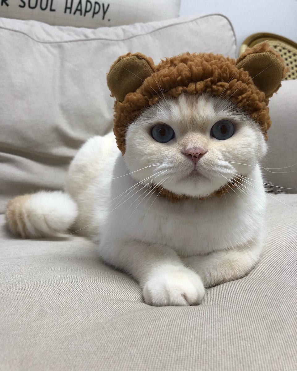 Minhyun the cat tweet media