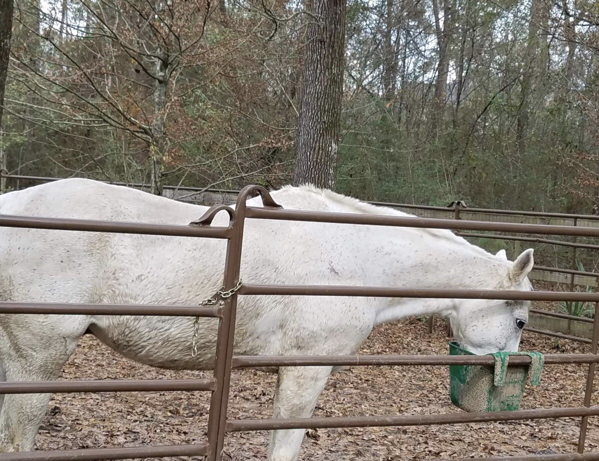 On a muddy Sunday, we visit BID MY VALENTINE, our beautiful kill lot rescue who was left dying until everyone here stepped up. He is HAPPY and loving LIFE❤️Thank you ALL and @Soulhorsetx To see our list of rescues please click here: icareihelp.com/our-thoroughbr…
#NoHorseLeftBehind