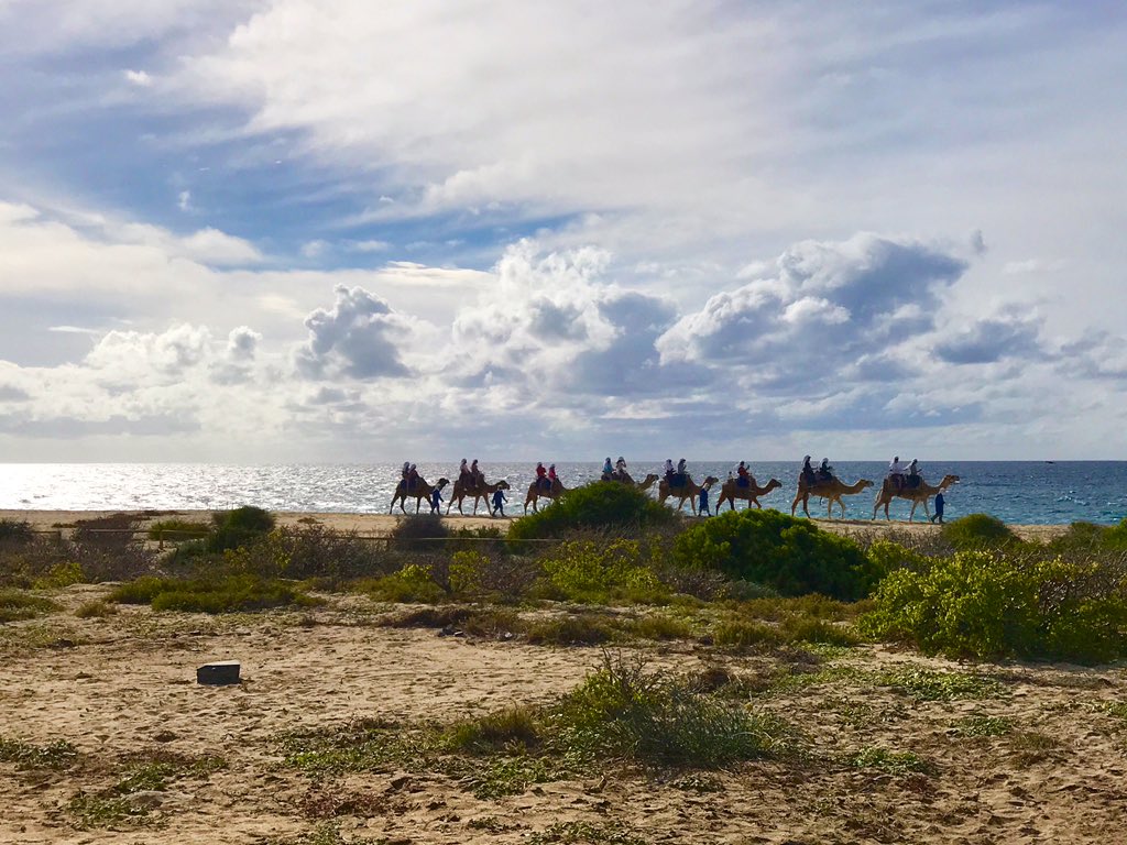 kellystilwell's tweet image. Camel riding in Cabo was so cool! Check out @cabo_adventures when you visit. They have SO many activities to choose from! #GnomadsTakeOverCabo #CaboAdventures #LivingMyAdventure